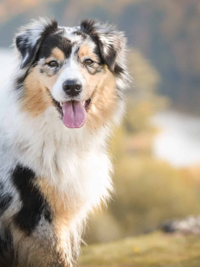 8 Best Dog Breeds For Families To Adopt